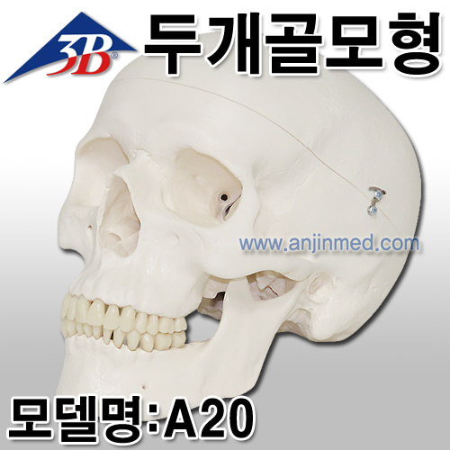 3B 두개골모형 (모델:A20) [독일생산] (a0331)